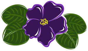 African violet