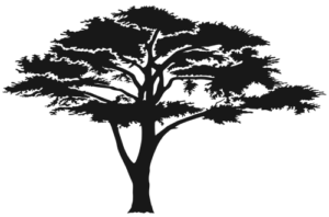 Illustration of an acacia tree