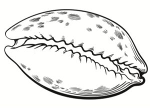 Illustration of a cowrie shell