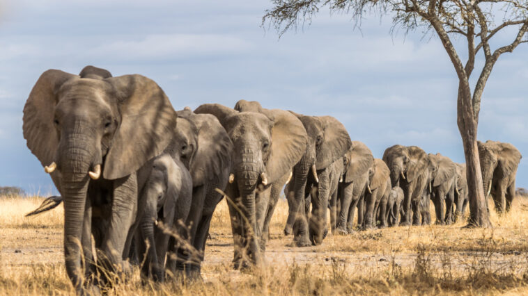 Herd of elephants walking together in Tanzania