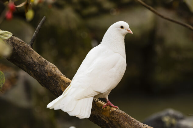 A dove, which is a symbol of peace, sitting on a branch