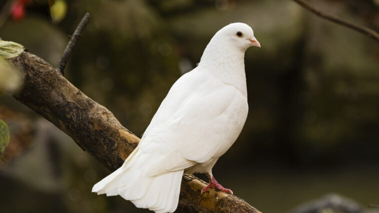 A dove, which is a symbol of peace, sitting on a branch