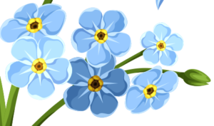 Illustration of forget-me-not flowers