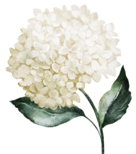 White flowers, a symbol of sympathy