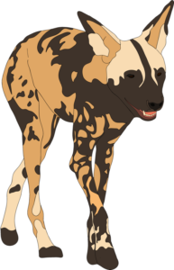 Illustration of an African wild dog